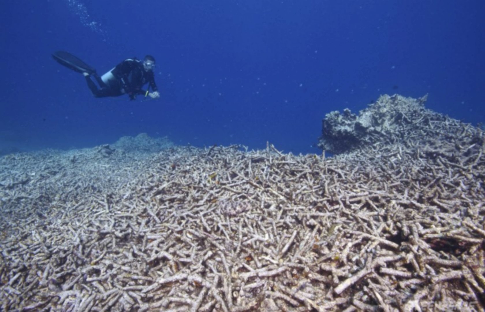 Coral Reef Destruction - 2015/2016 Endangered Environments | Pearltrees