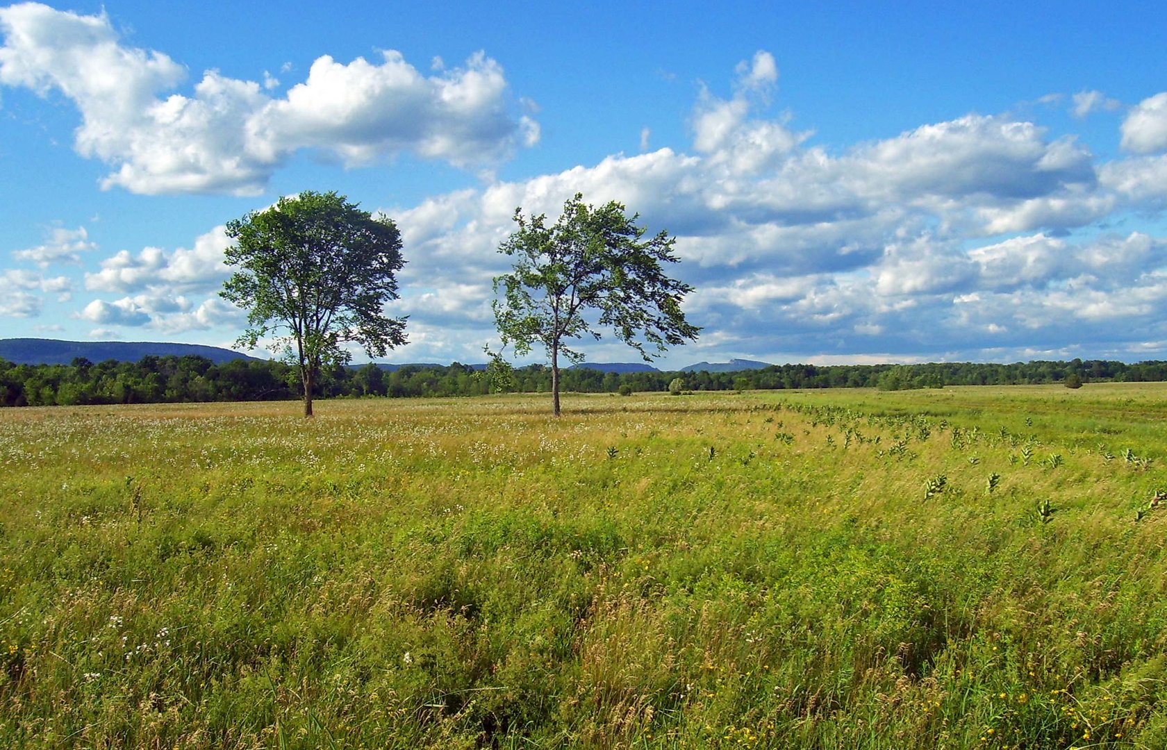 grasslands-habitats-pearltrees