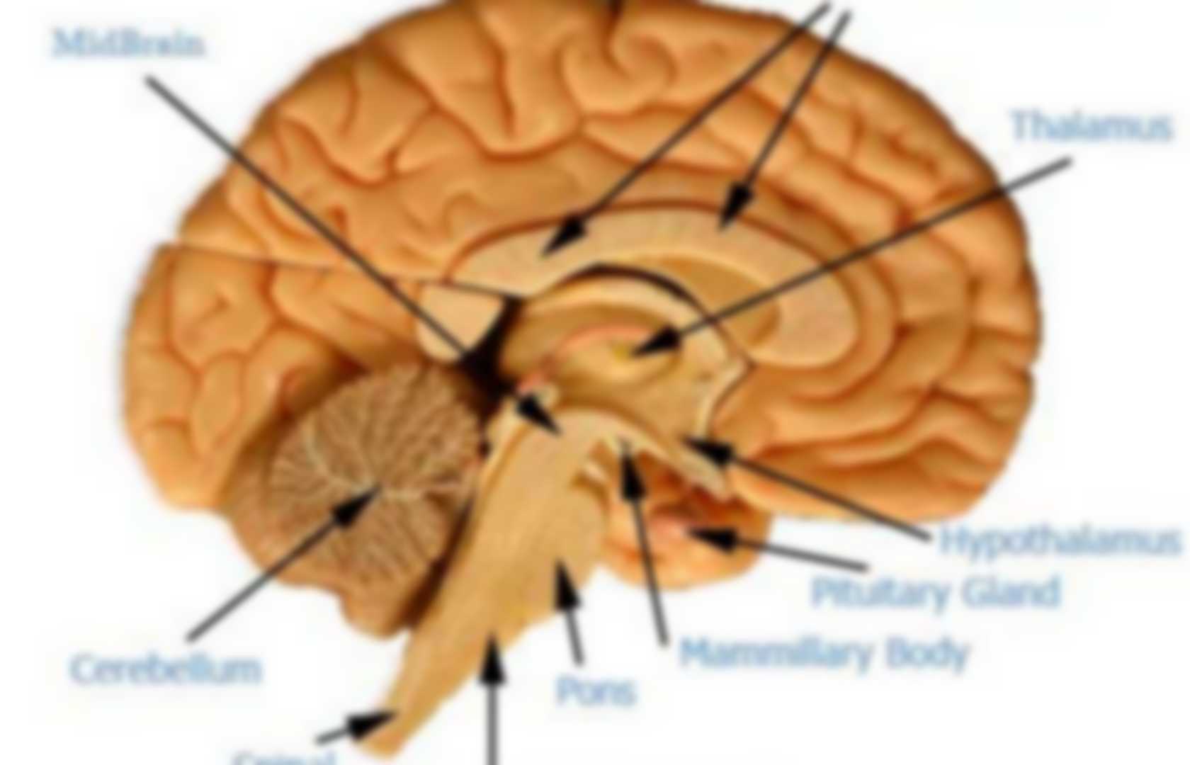 Anatomy of the brain | Pearltrees