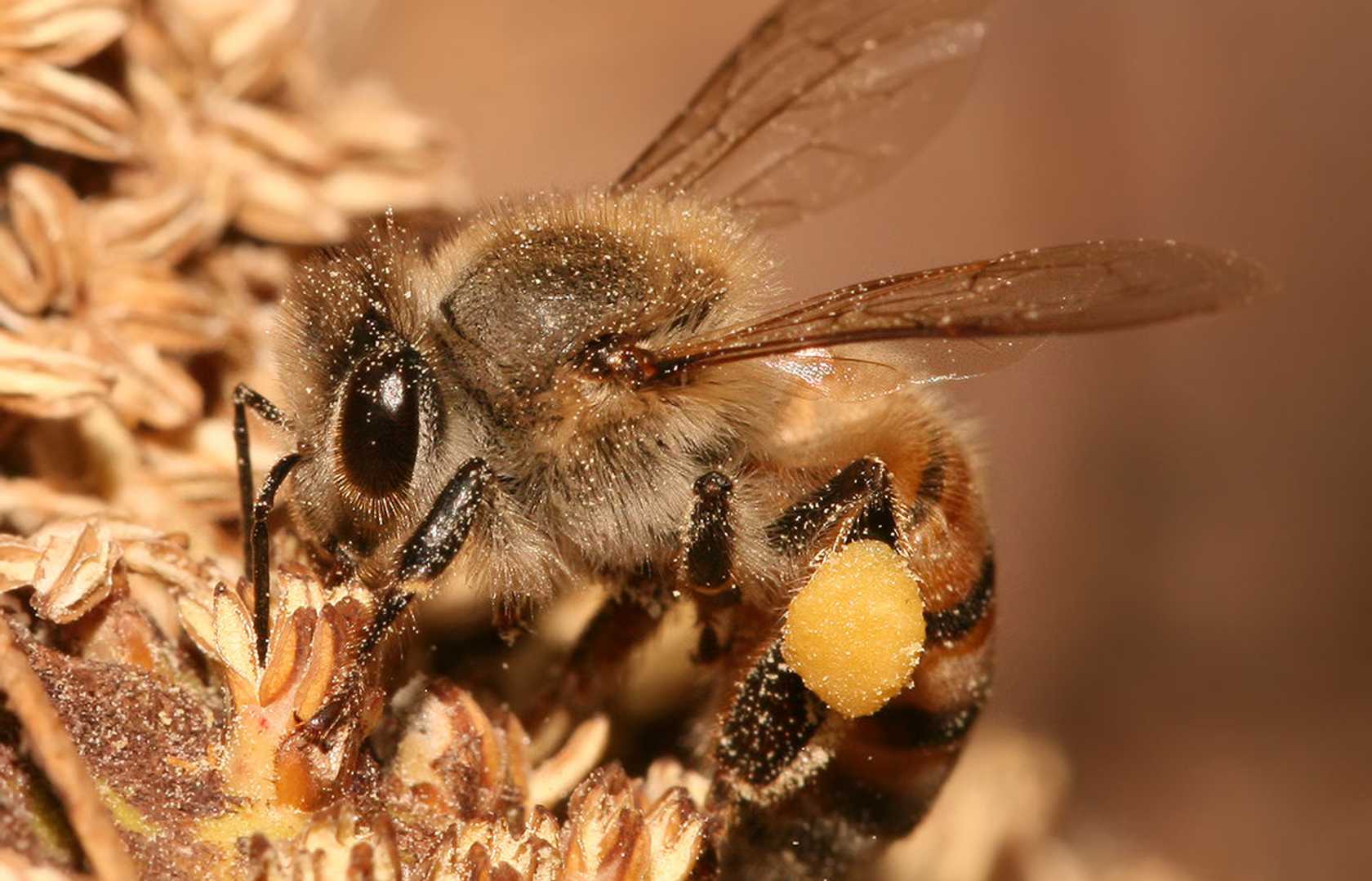 Среднерусская медоносная пчела