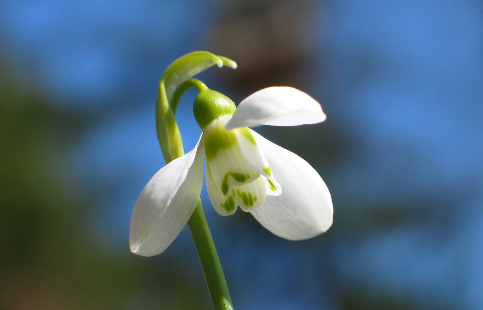 Peindre Des Perce Neiges Pearltrees