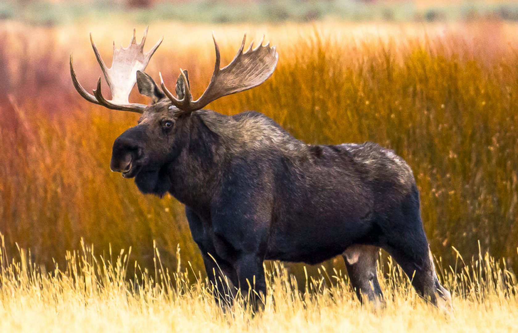 Deer Elk Moose Pearltrees