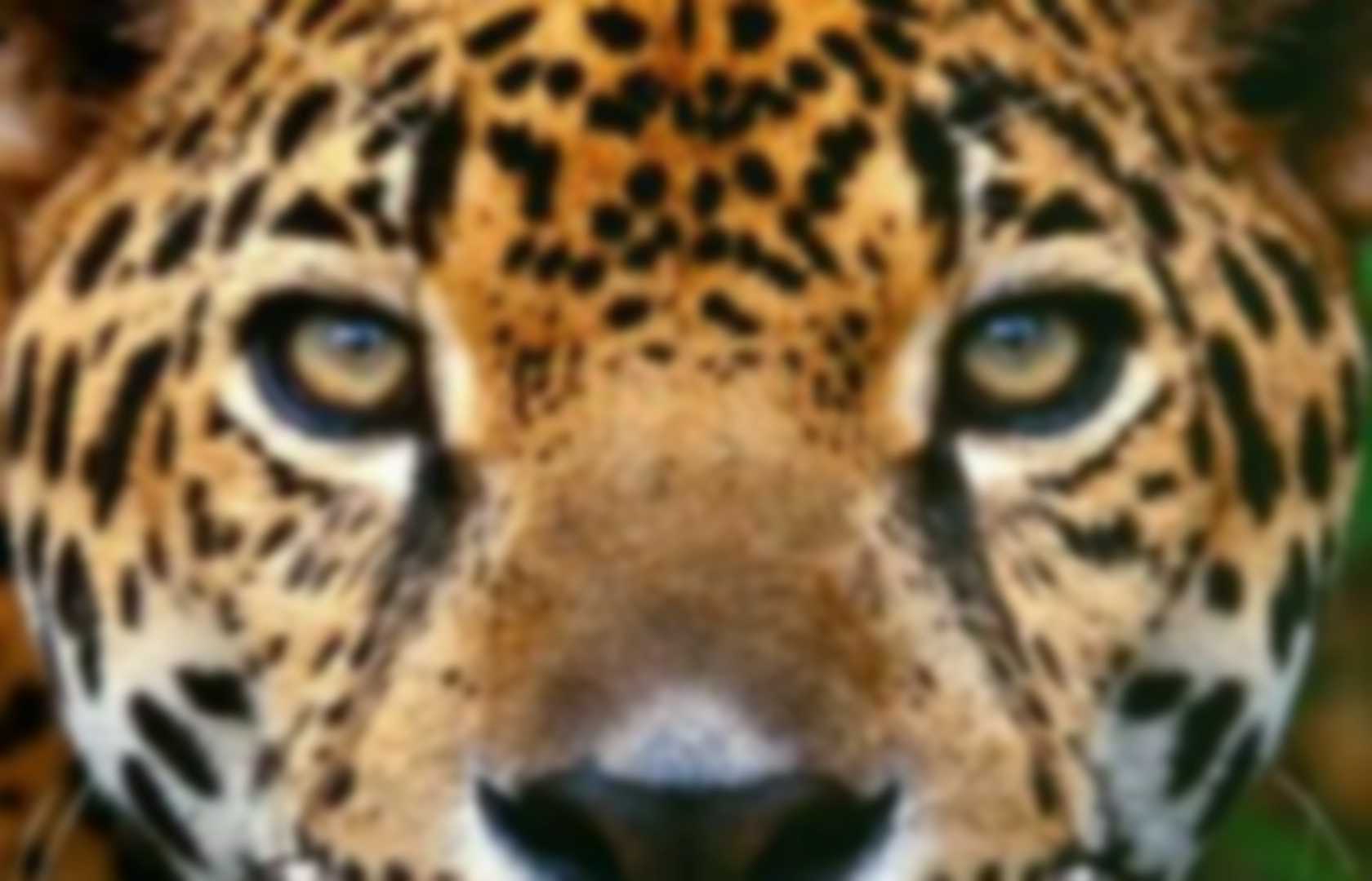 my jaguar incontrol