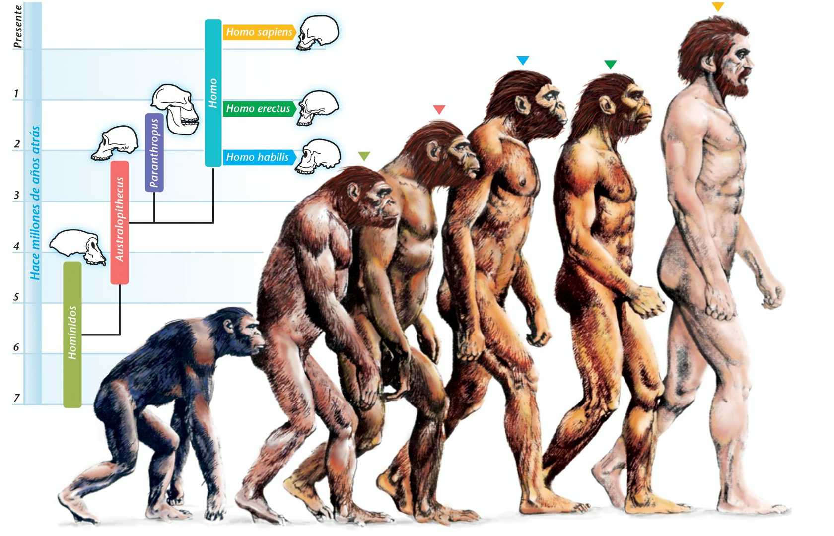 Paleoanthropology And Human Evolution Pearltrees 1292