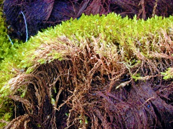 tundra plants mosses
