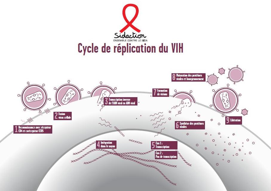 Cycle De Réplication Du VIH | Pearltrees