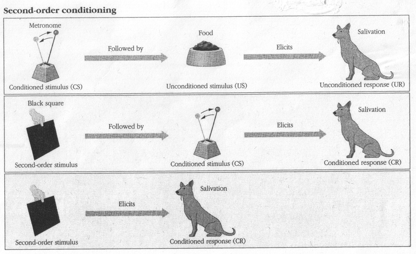 ppt-chapter-5-learning-powerpoint-presentation-id-4902267