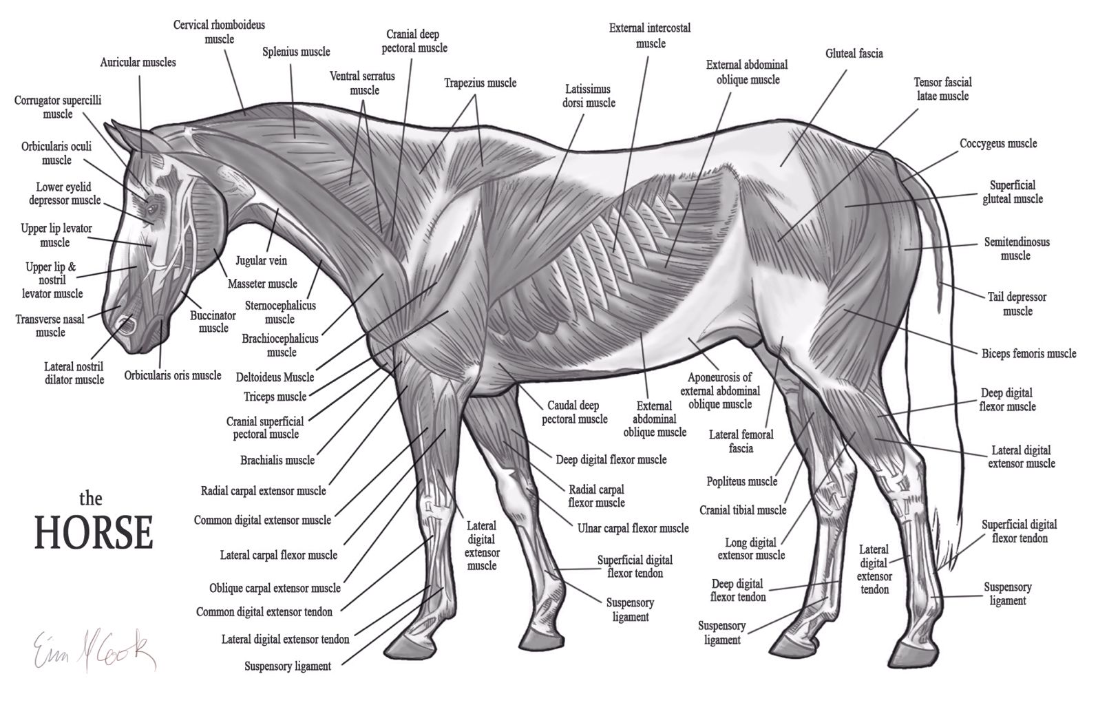 Horse Anatomy - The Legs