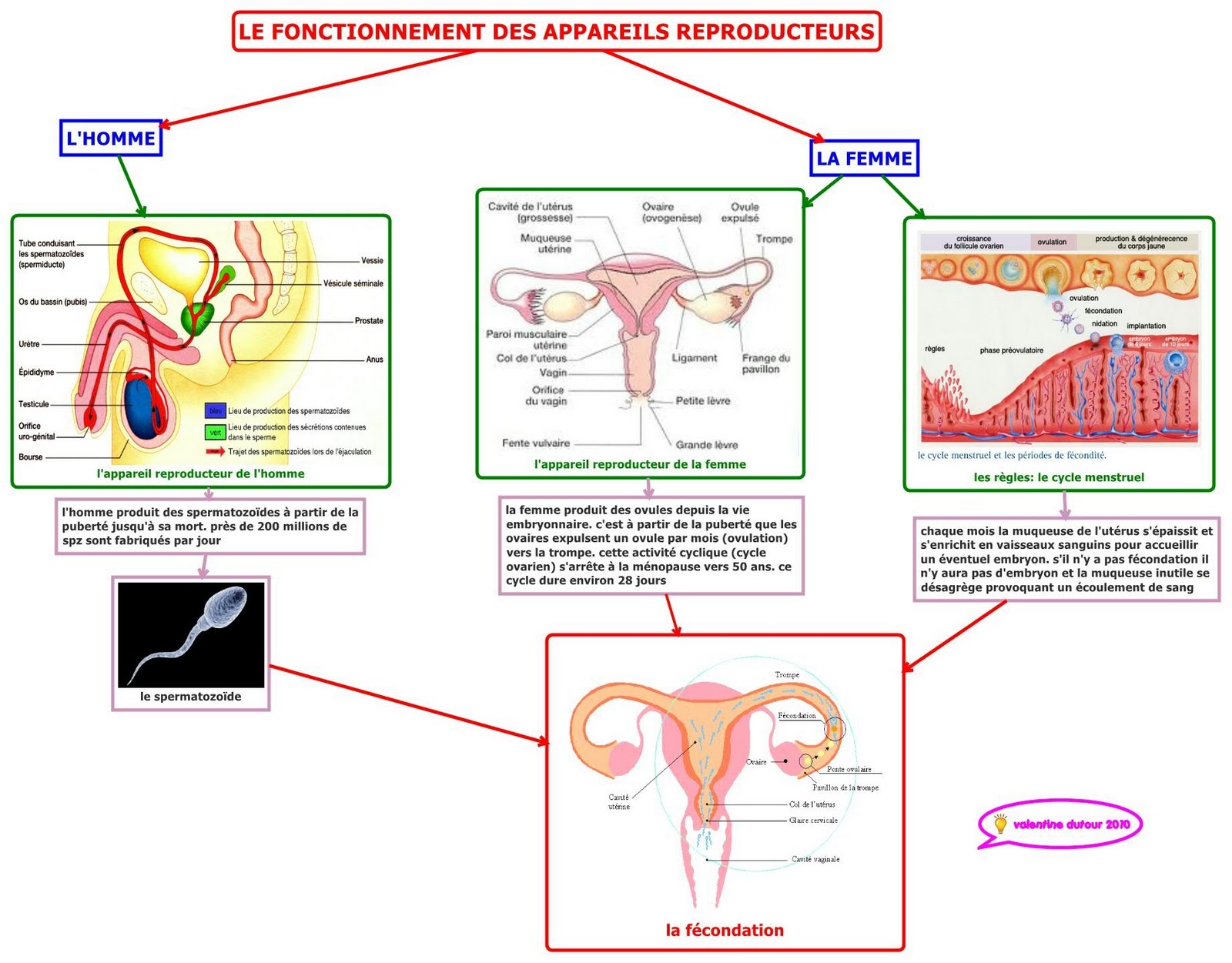 Carte Mentale Appareil Reproducteur Pearltrees 5854