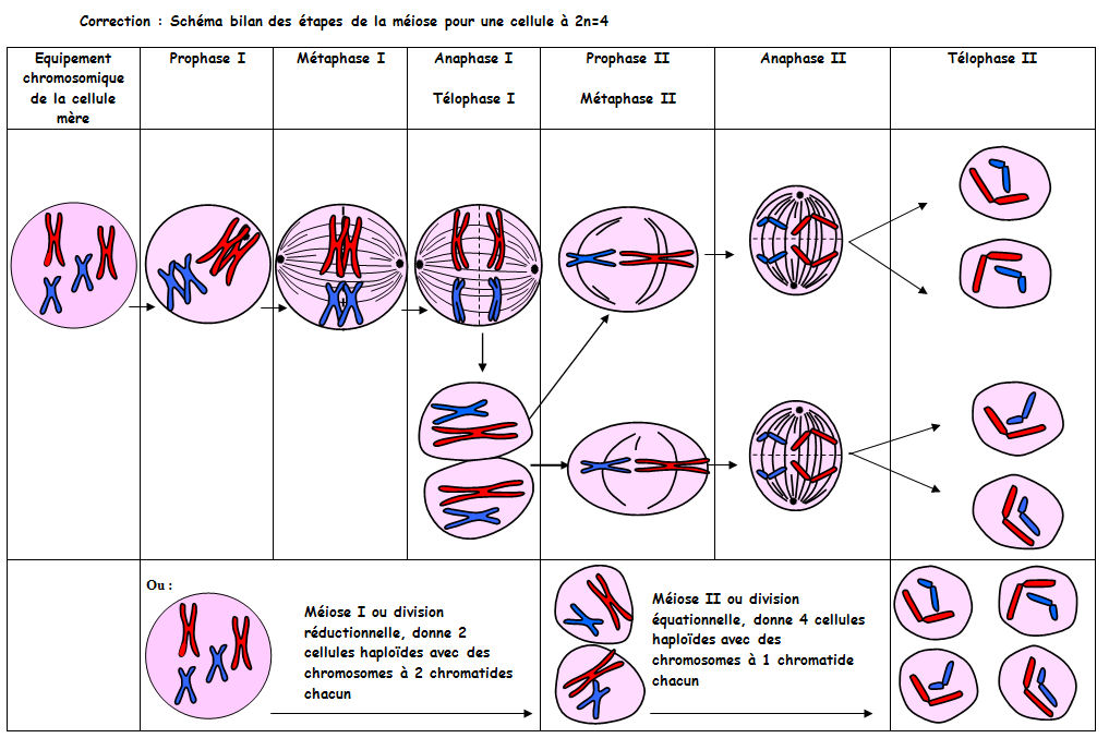 chromosomes en méiose