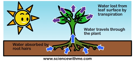 Transpiration diagram | Pearltrees