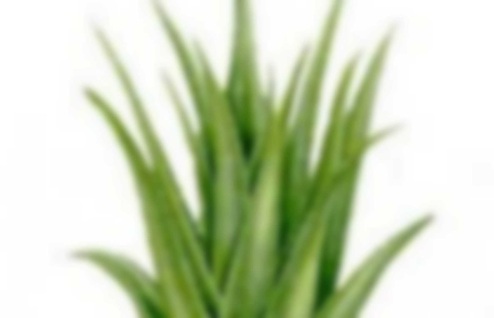 Aloe Vera - reference | Pearltrees