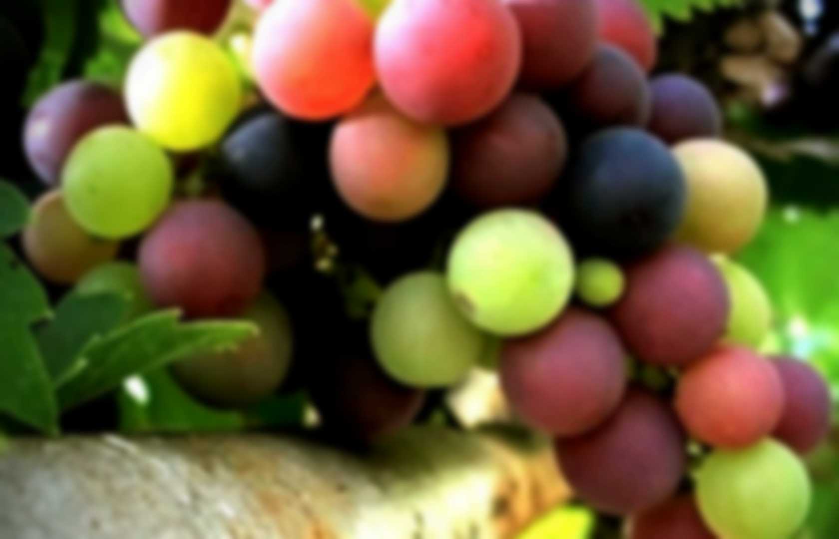 Grapes - Fruit | Pearltrees