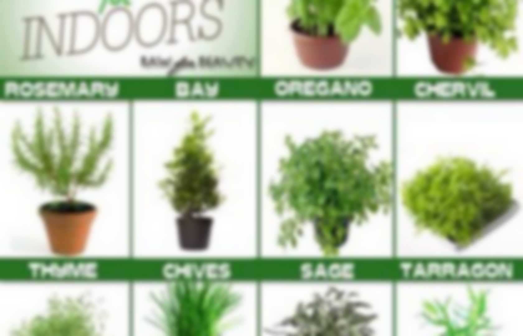 Learn herbs | Pearltrees