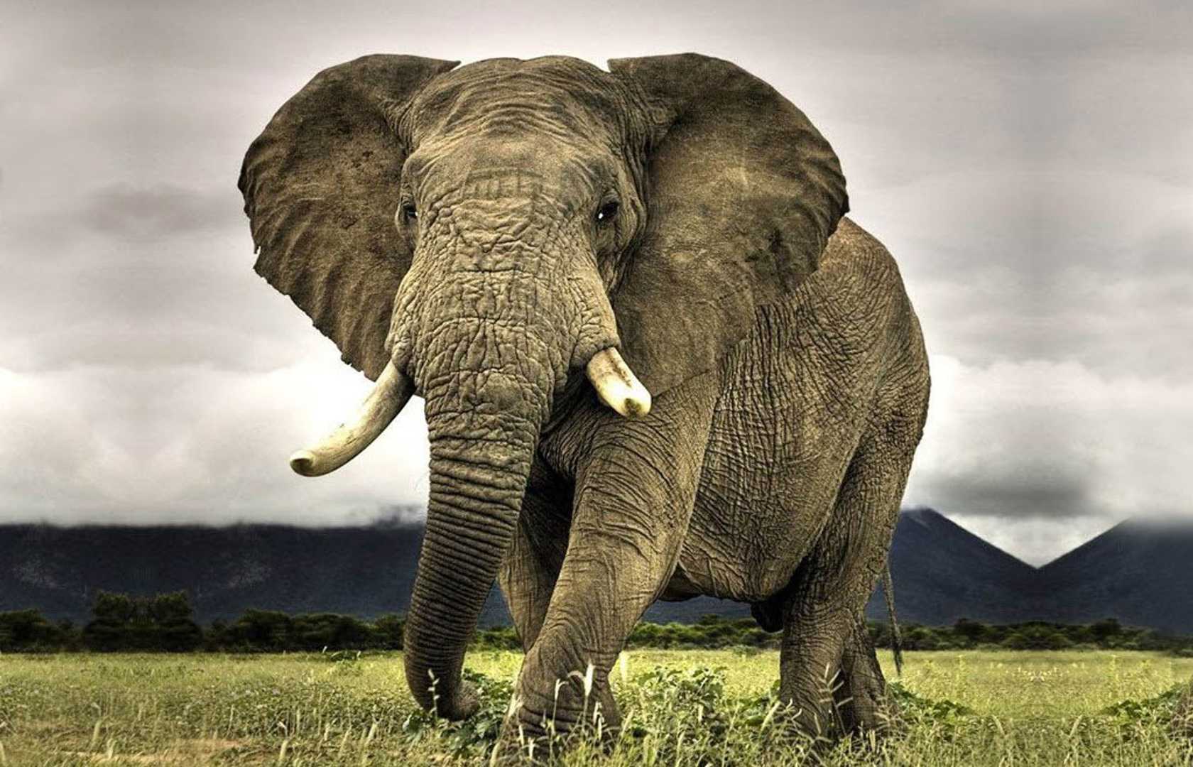 Elephants - Animals | Pearltrees