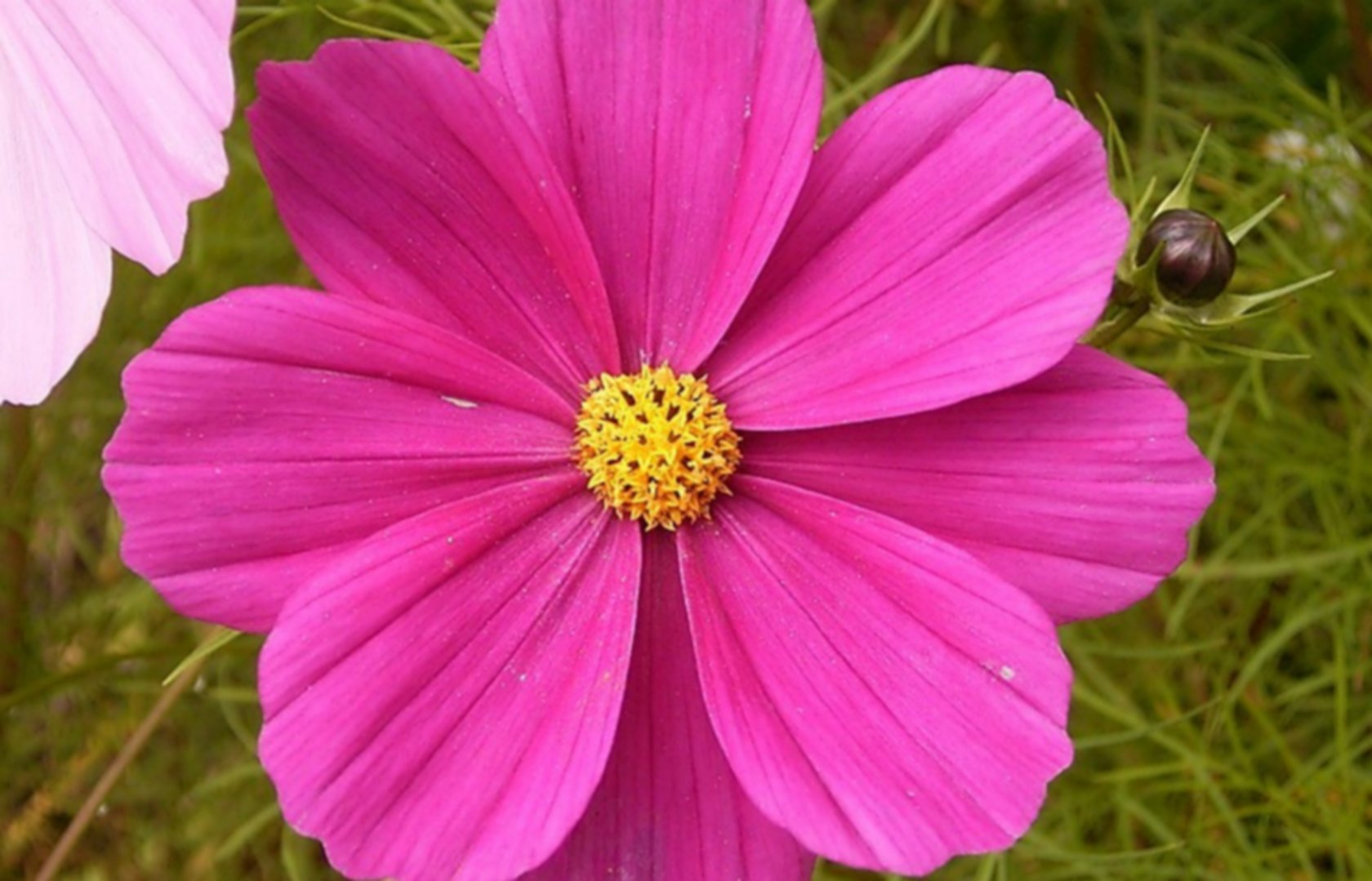 Peindre des fleurs de cosmos | Pearltrees