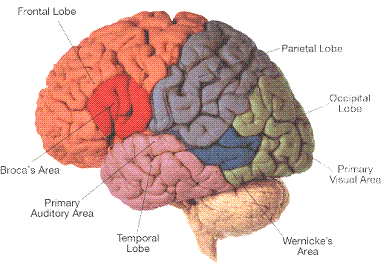 Brain picture, (where broca's effects) | Pearltrees