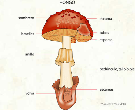 Estructura del hongo | Pearltrees