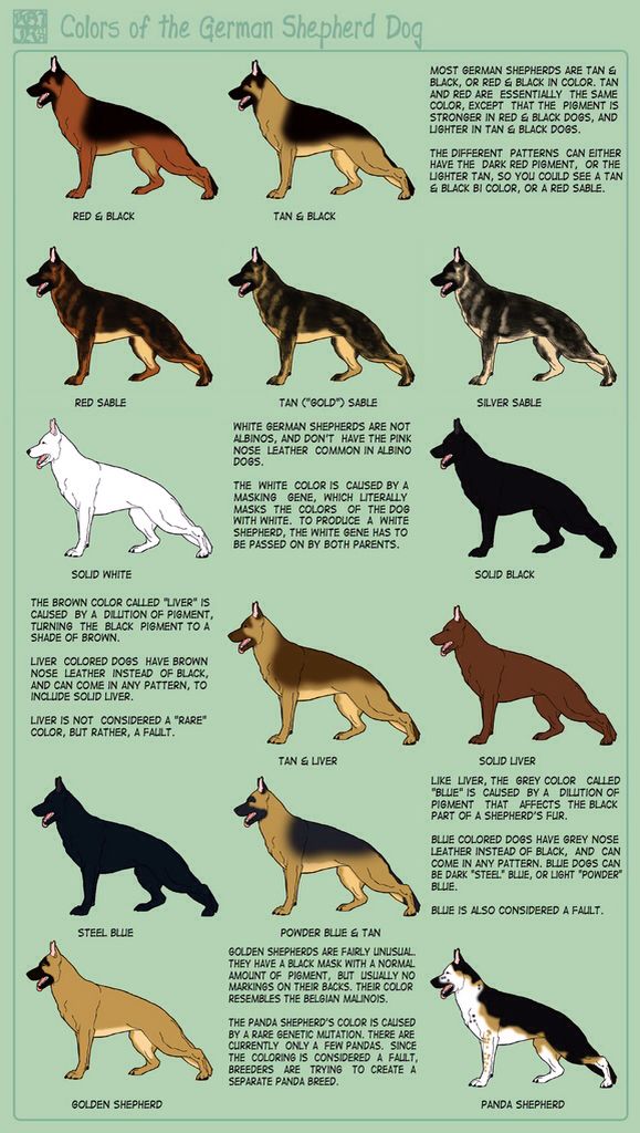 German Shepard colors | Pearltrees