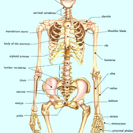 Human skeleton-biology | Pearltrees